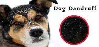 Mild case of dandruff seen on a dog. Dog Dandruff Causes Symptoms And Treatment Budgetpetcare Com