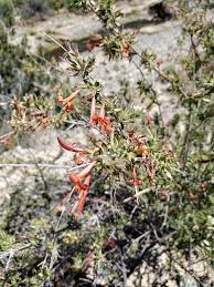 Image result for Lycium acutifolium