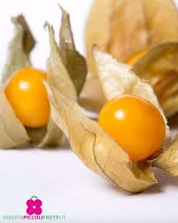 Image result for Physalis pubescens