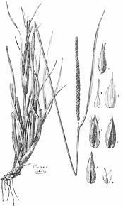 Image result for Anthephora schinzii