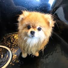 Bathday Saturday Jabuticaba Boo Boo Awesome Dog Boo The Most Beautiful Dog Boo In The World Boo The Dog Most Beautiful Dogs World Cutest Dog