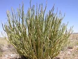 Image result for Kleinia longiflora