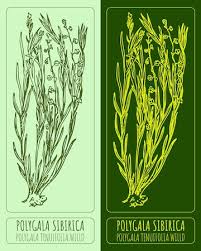 Image result for Polygala persicariifolia