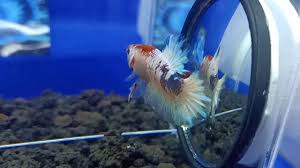 Ikan cupang juga memiliki sebutan nama yang indah, seperti halfmoon atau ikan cupang yang memiliki sirip membentuk setengah lingkaran dan serit, yang memiliki sirip yang bergerigi seperti sisir. Ikan Cupang Hias Fccp Ws Youtube