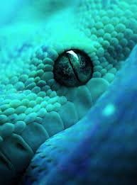 Pin By Nylie Hayes On Funny Adorable Animals Snake Images Snake Wallpaper Colorful Snakes