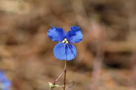 Image result for Aneilema chrysopogon