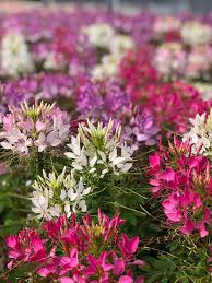 Image result for Cleome
