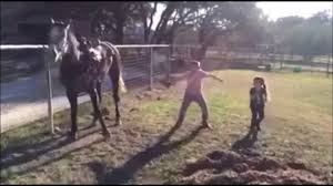 Cheval, animal, danser, danse, lol. Dancing Horse Le Cheval Qui Danse Video Dailymotion