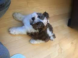 Find havanese dogs and puppies from minnesota breeders. Happy Paws Havanese Past Puppies