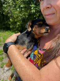 Recognize these two sweet pups? Larger dog had a smurfs collar, no tag.  just past the racetrac gas