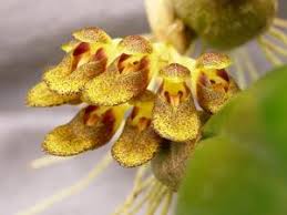Image result for Bulbophyllum schinzianum