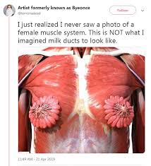 So we are going to start with the muscles of the human torso. Image Shows What Female Chest Muscles And Milk Ducts Look Like Inside The Body Daily Mail Online