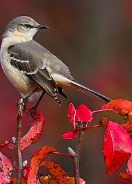 Birds That Sing At Night In Texas Mockingbird On Red Greeting Card For Sale By William Jobes In 2020 Beautiful Birds Wild Birds Backyard Birds