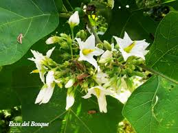 Image result for Solanum torreanum