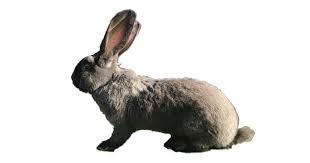 The cost of continental rabbit starts from $60 dollars to $350. What Is A Continental Giant Size Faq Guide Rabbitpedia Com
