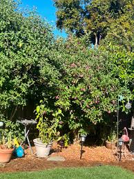 Image result for Iochroma