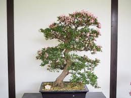 1,404 likes · 5 talking about this · 1,276 were here. Japanese Bonsai Garden Japanischer Bonsaigarten Ferch 2020 All You Need To Know Before You Go With Photos Tripadvisor