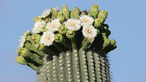 We did not find results for: Arizona Is Seeing Weird Saguaro Cactus Blooms And It S Baffling Experts Iheartradio