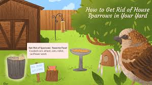 Birds can easily fly into a garage with its door wide open, but they don't always find their way out. How To Get Rid Of House Sparrows In Your Yard
