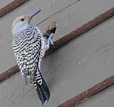 We did not find results for: Are Woodpeckers Destroying Your House