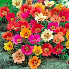 Moss Rose Mixed Seeds Portulaca Grandiflora 4500 Seeds Garden Seeds Market Free Shipping In 2020 Portulaca Flowers Portulaca Grandiflora Flower Seeds