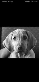 Rhodesian Ridgeback Norge