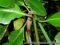 Image result for Ceriops