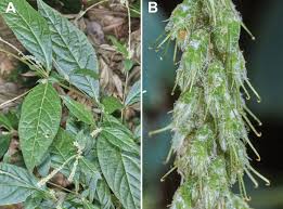 Image result for Cyathula cylindrica