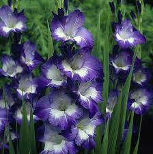 Flower Power Gladiolus Flower Bulb Flowers Gladiolus