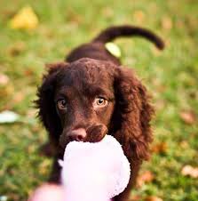 Learn more about the american water spaniel breed and find out if this dog is the right fit for your home at petfinder! Wisconsin S State Dog The American Water Spaniel The Journal Sentinel Sports Show