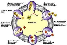 Pin By Umhs St Kitts On Proteins Cell Biology Biology Classroom Science Biology
