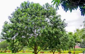 Image result for Warburgia ugandensis