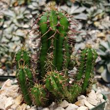 Image result for Euphorbia jubata