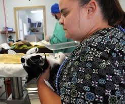 Feral feline overpopulation overwhelms Coos County