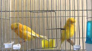 Bands are sold in sets of #25 for $ 10.00. Norwich Canaries Youtube