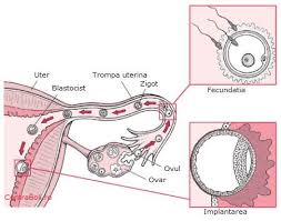 Liderul de la kremlin a intervenit după ultimele afirmații făcute de donald trump. Fecundatia Si Prima Zi De Sarcina
