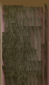 Image result for Trichopteryx elegantula