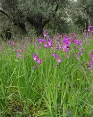 Image result for Afrosolen coeruleus