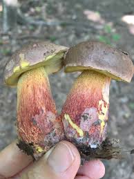 Image result for Boletus speciosus