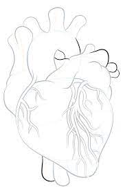 How much exercise do you need? How To Draw A Heart How To Draw Cartoons