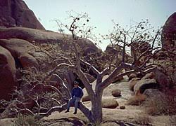 Image result for Sterculia africana