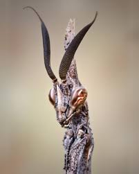 Image result for Empogona maputensis