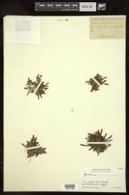 Image result for Congolanthus longidens