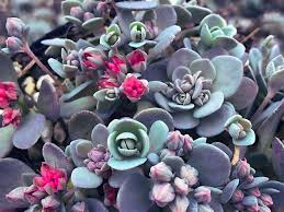 Image result for Sedum