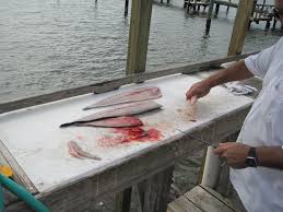 We did not find results for: Kingfish And Spanish Mackerel The Pete Is On