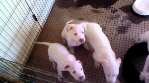 Maybe you would like to learn more about one of these? American Red Nose Pitbull Terrier Puppies Youtube