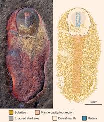 Image result for Sporobolus molleri