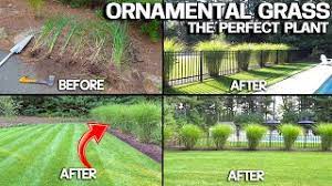 Here are a few points to consider before making your choice Giant Grass Plants Are Beautiful Cheap Easy To Grow Youtube