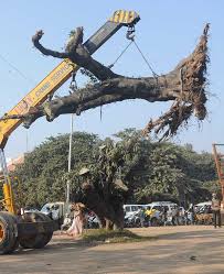 A lack of nutrients is a common cause for plants dying. New Lease Of Life For Near Dead Tree