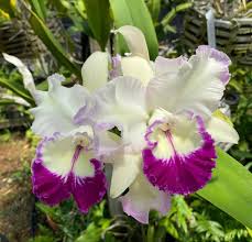 Orchids For Sale Cattleya Orchid Flowers For Sale Orchid Flower